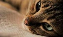 猫之城最新爆料视频网站,最新爆料视频网站带你探秘喵星人的网络世界